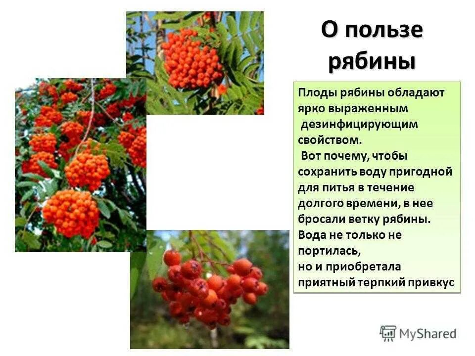 Плоды рябины. Лекарственные травы - рябина. Ягода рябина свойства. Чем полезна рябина. Ягода рябина свойства.