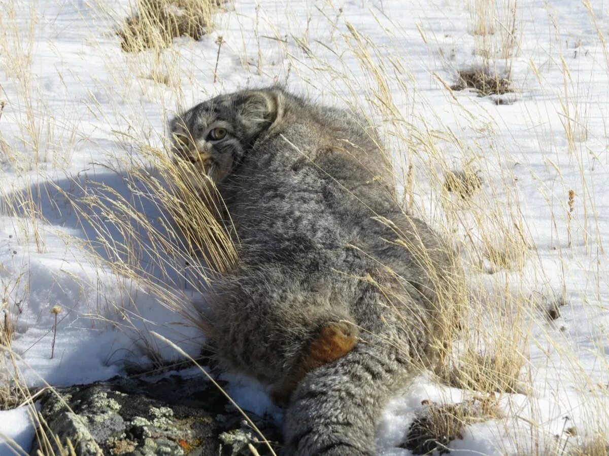 Сайлюгемский национальный парк Манул. Дикий Лесной кот Манул. Кот Манул Алтай. Убсунурская котловина Манул. Плотность шерсти манула