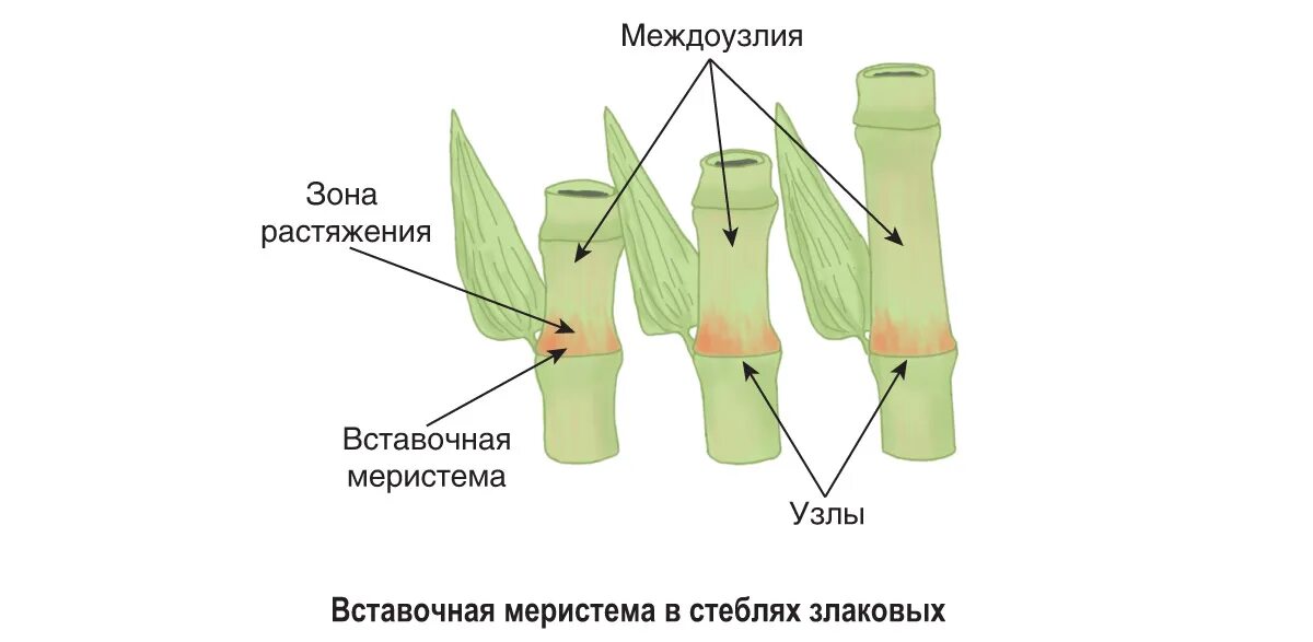 Нарастание листа. Вставочная меристема у злаков. Вставочная меристема у растений. Строение вставочной меристемы. Образовательная ткань растений вставочная меристема.