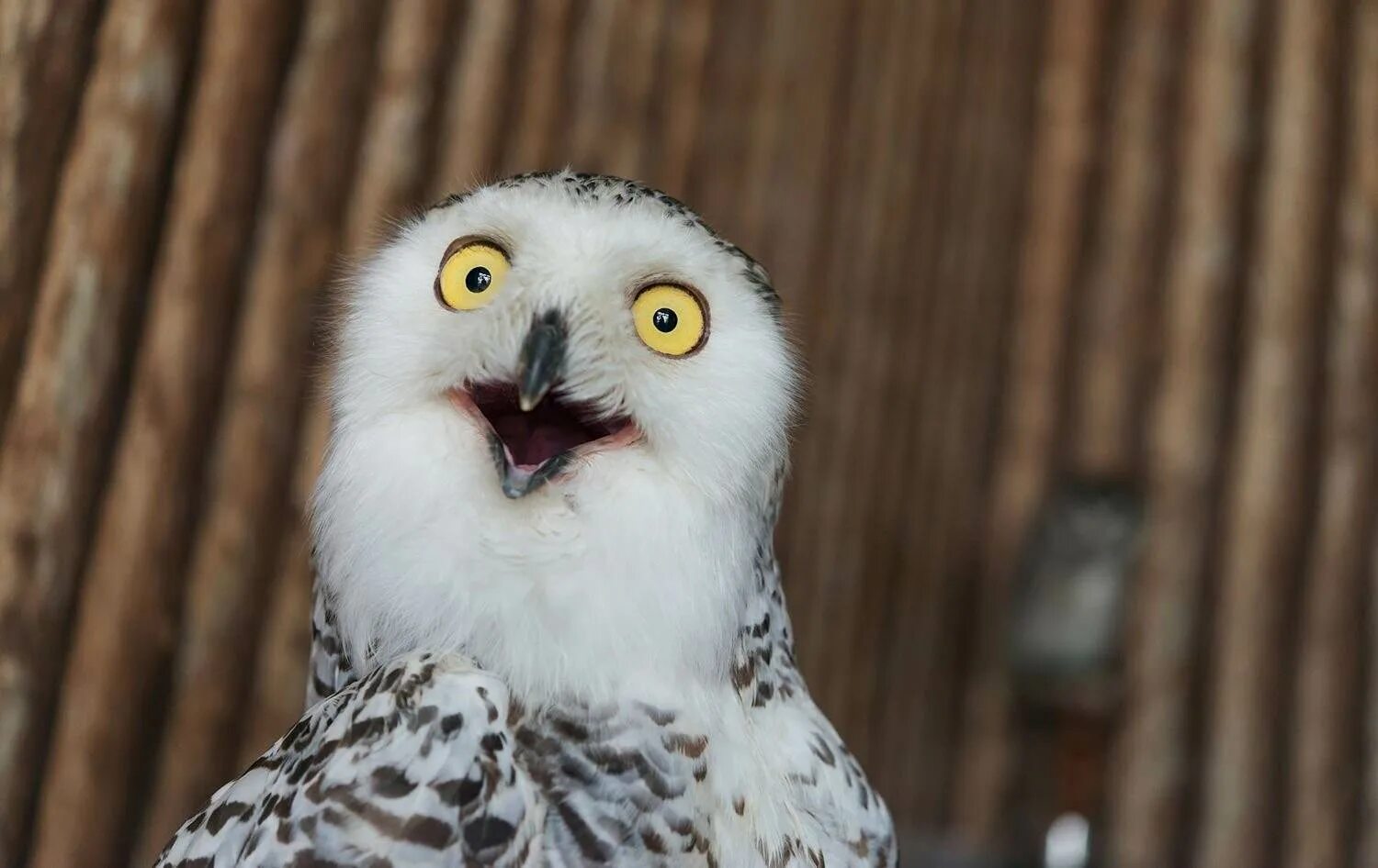 удивленная сова. удивленная птица. сова удивлена. удивленный взгляд совы. сова удивлена.