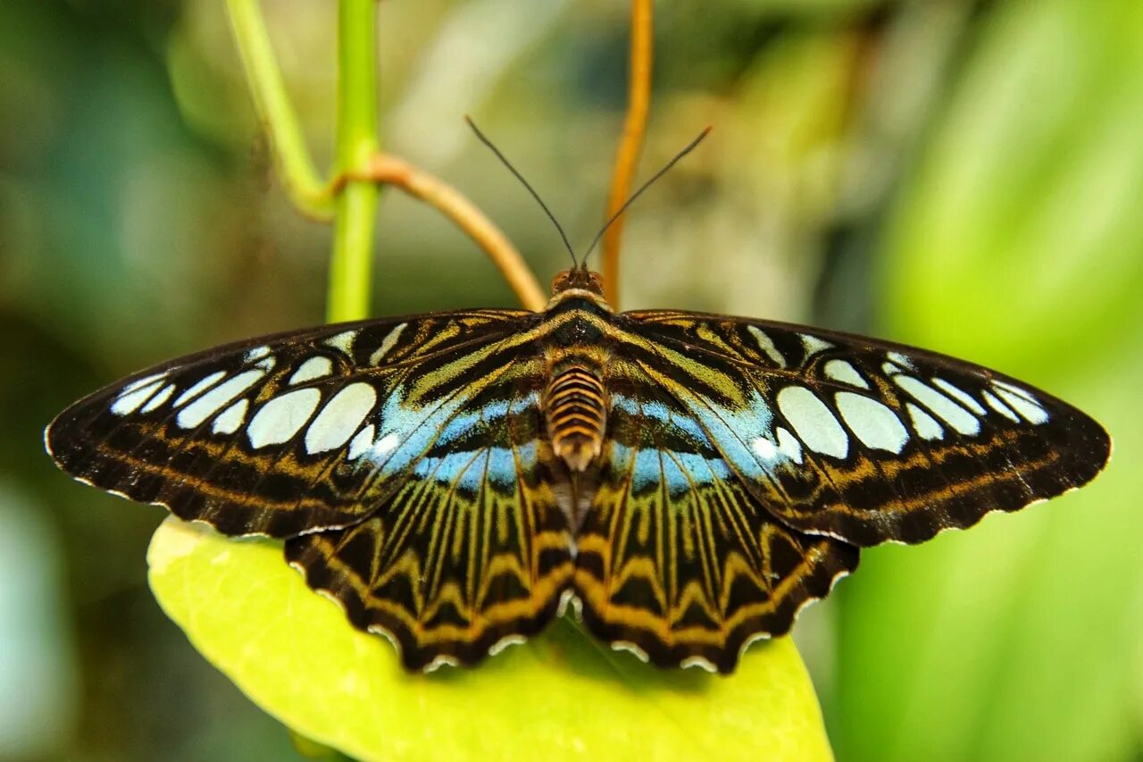 Разнообразие бабочек. Бабочки тропических лесов Индии. Тропическая бабочка Марго. Голубая тигровая бабочка.