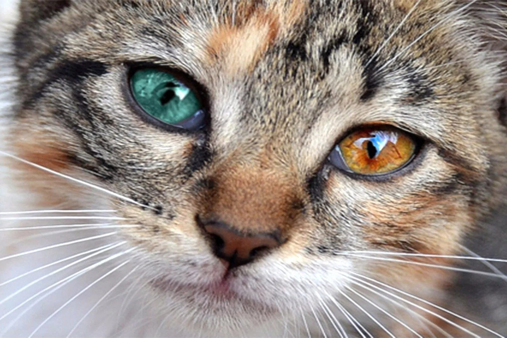 охос азулес гетерохромия. гетерохромия и анизокория. турецкий ван гетерохромия. гетерохромия глаз у кошек. кошачьи глаза гетерохромия.