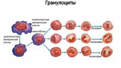 Материнская клетка