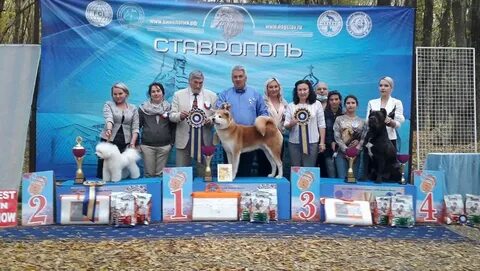 Выставка собак 17