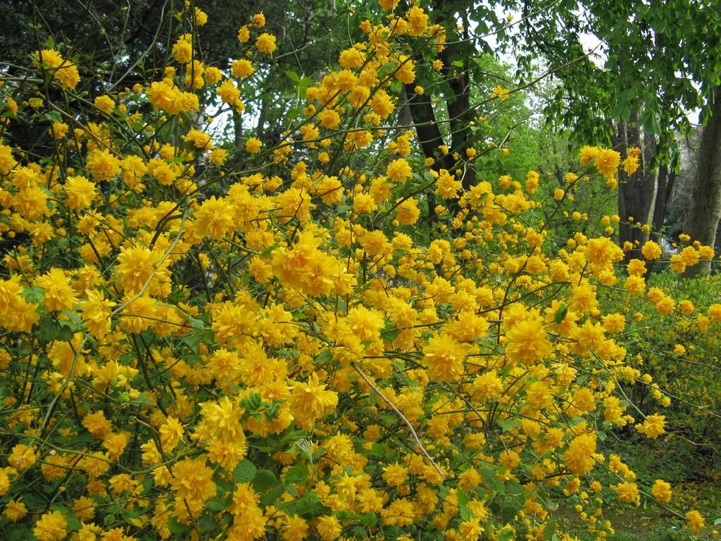 Форзиция линвуд. Керрия японская махровая. Куст желтым цветом. Форзиция промежуточная голдзаубер. Форзиция промежуточная линвуд.