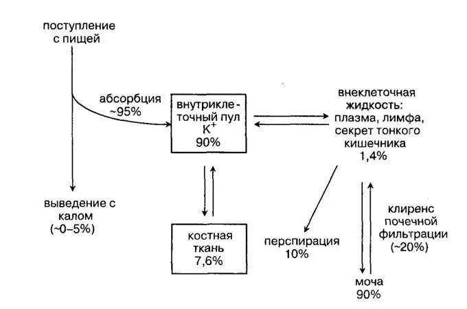 Обмен натрия и калия в организме биохимия. Процесс участия калия. Метаболизм калия в организме. Обмен калия в организме. Процессы в которых участвует калий.