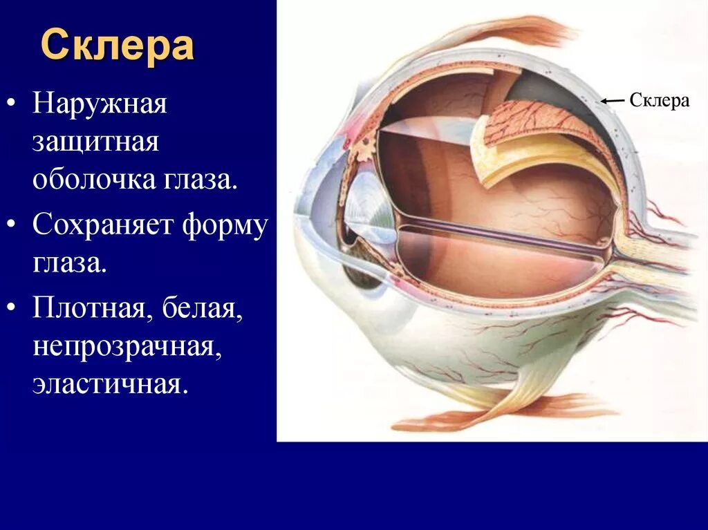 Оболочки глазного яблока у человека. Склера глазного яблока анатомия. Оболочки глаза строение склеры. Склера строение анатомия. Функции наружной оболочки глазного яблока.