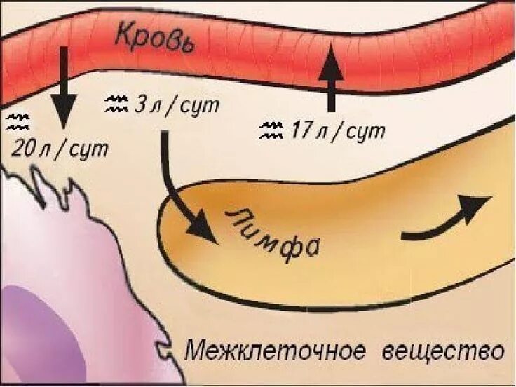 Как образуется лимфа и куда она оттекает. Лимфа. лимфатическая жидкость. лимфа как выглядит жидкость.