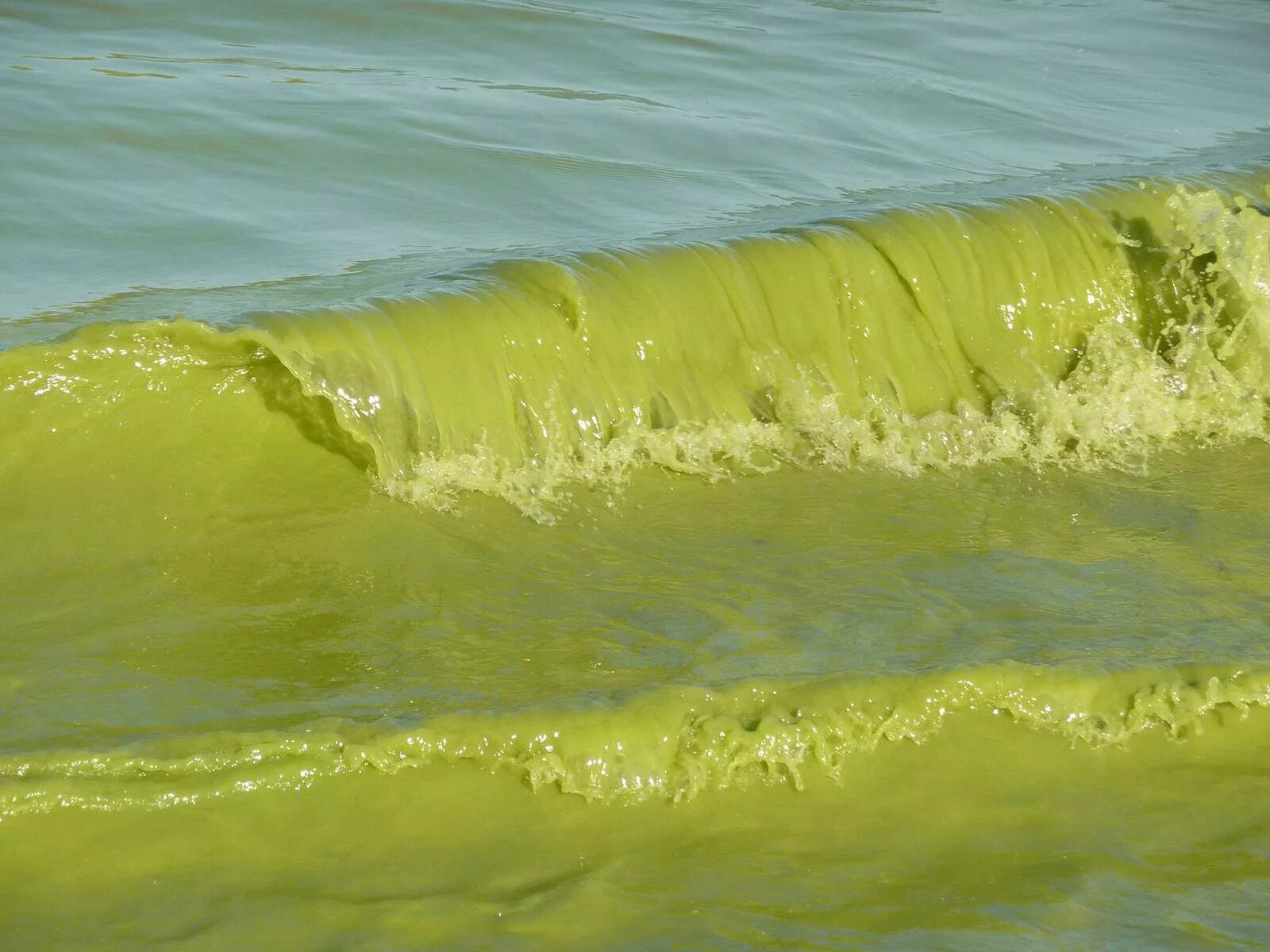 Цветущие водоросли. Зеленые водоросли Азовского моря. Эвтрофикация Азовского моря. Цветение водорослей в Анапе. Цветенение Азрвского моря.