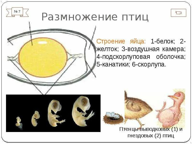 Размножение птиц 7 класс биология. Строение яйца и развитие зародыша птицы. Размножение птиц строение яйца. Строение яйца птицы с зародышем. Развитие яйца у птиц.