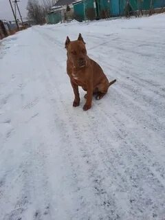 Тараз собака