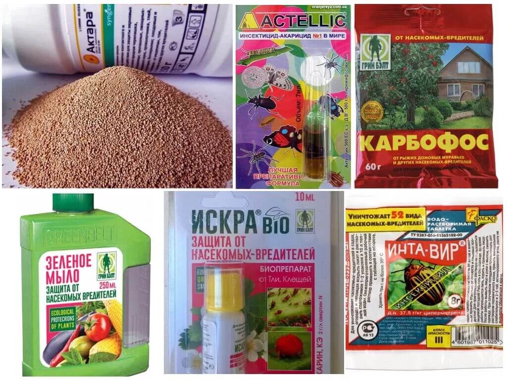 Препараты от тли на деревьях и кустарниках. Средство от тли. от тли средство химическое. препараты от тли на плодовых. самое эффективное средство от тли.
