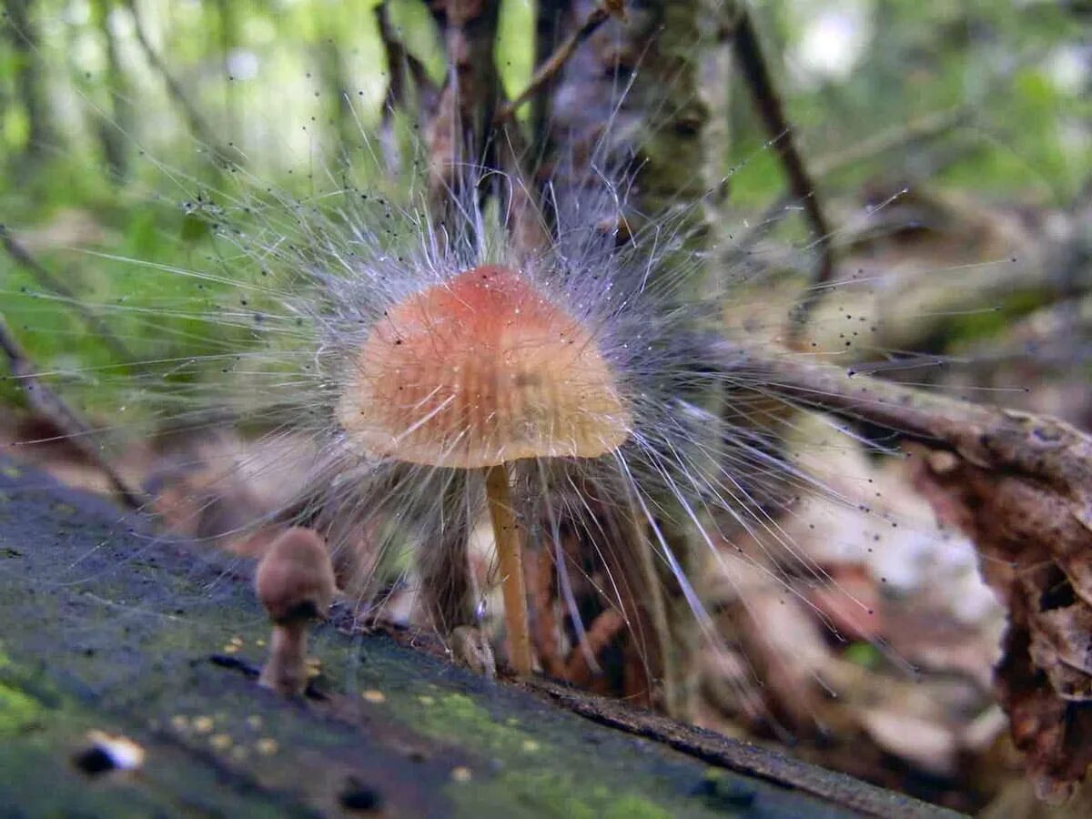 Мукор животное. Spinellus fusiger гриб. Спинеллюс фузигер (Spinellus fusiger). Зигомицеты (Zygomycota). Пилоболус гриб.