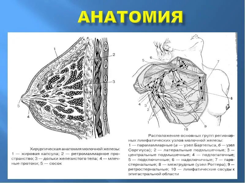 Доле груди. Молочная железа топографическая анатомия. Молочная железа строение анатомия. Схема строения молочной железы. Строение дольки молочной железы.