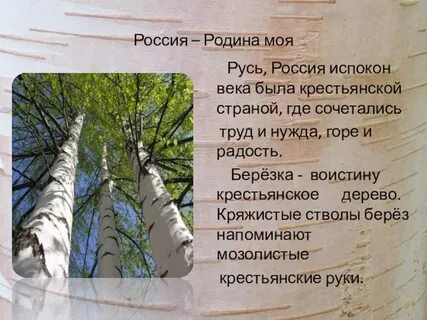 Дерево береза как пишется