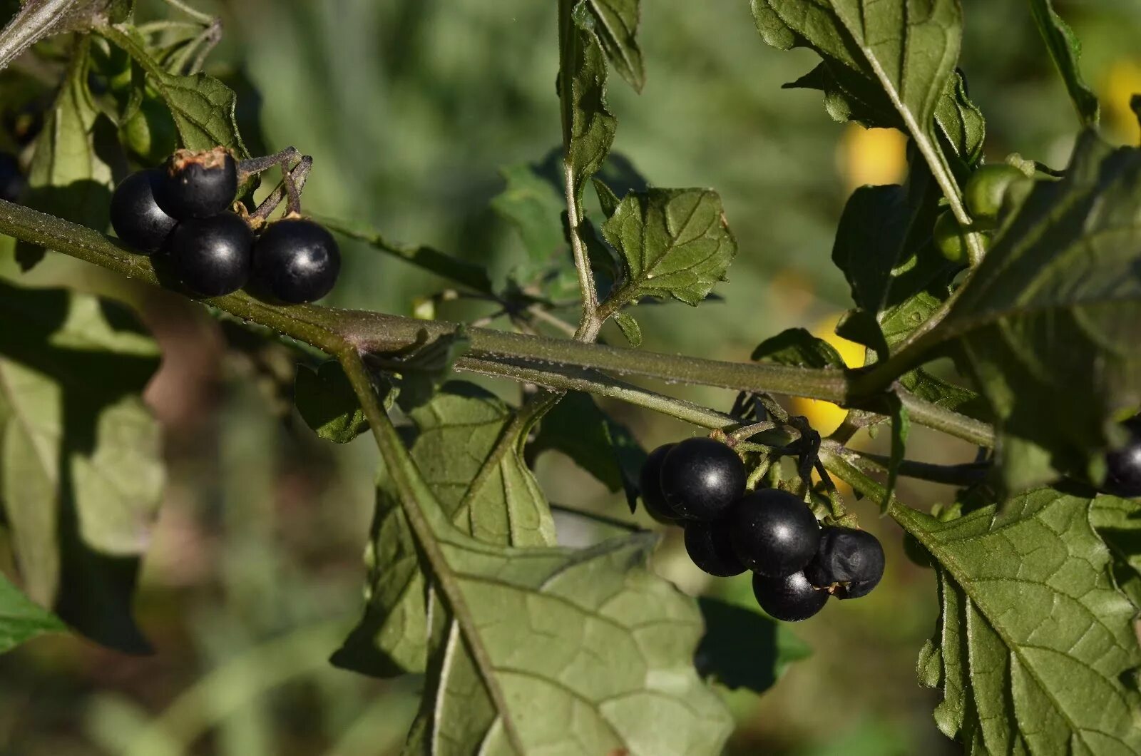 паслен ягода санберри. паслён чёрный. солнечная ягода санберри. бздника что за ягода. бздника что за ягода.