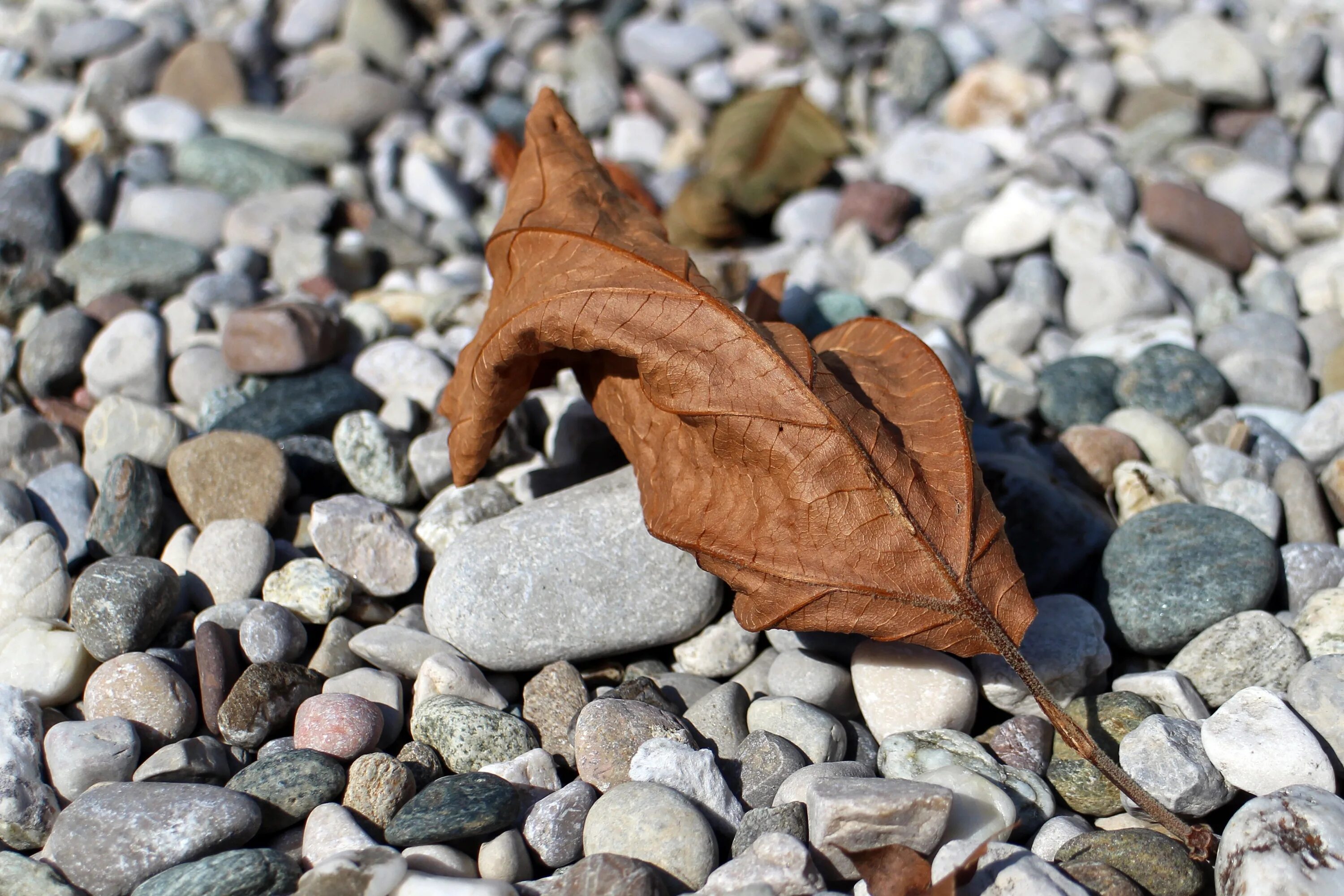 Leaf stone. Листочек на камушке. Каменный лист. Листья на камнях. Камень с листвой.