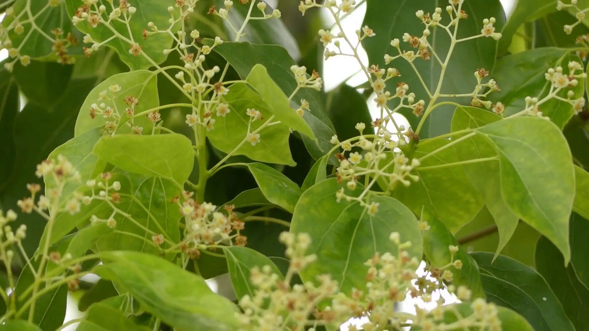 Камфорный лавр в японии. Камфорный лавр. Дерево поставляющее камфора 4. Дерево поставляющее камфора 4. Cinnamomum camphora дерево.