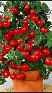 Семена овощей для подоконника