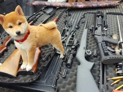 Собака тир
