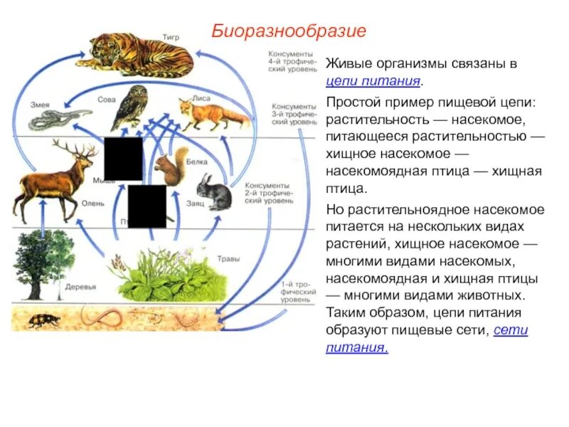 Организмы питающиеся живыми организмами это. Цепь питания живых организмов. Пищевая цепь организмов. Простая пищевая цепь. Пищевая цепь от растений.