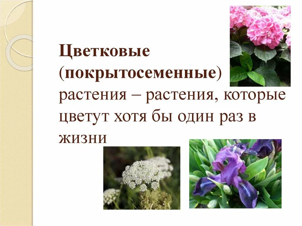 Цветковые растения. Покрытосеменные цветковые. Покрытосеменные или цветковые растения. Растения бывают цветковые и.