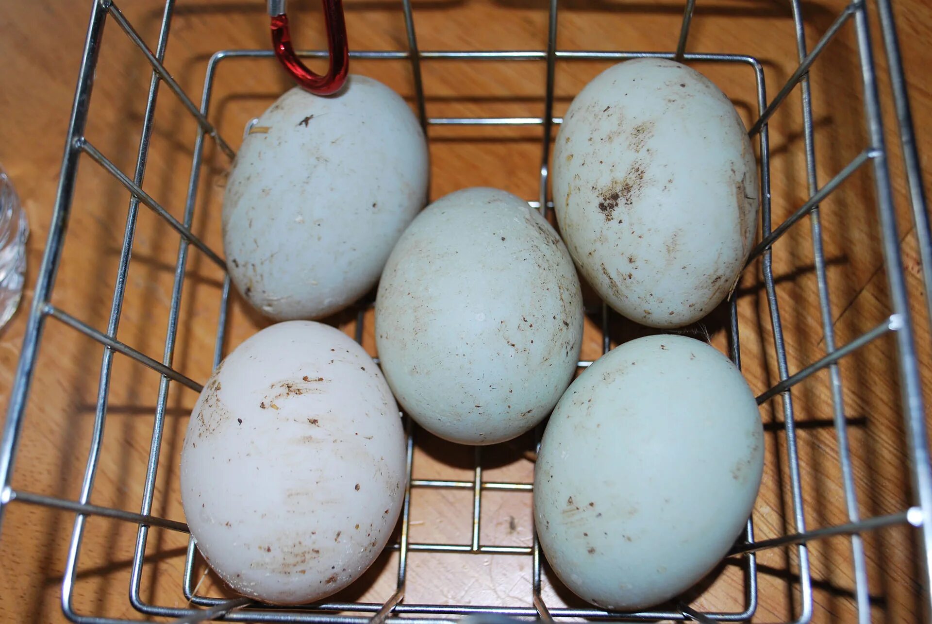 Домашние куриные яйца. Утиные яйца. Индюшиные яйца. Яйцо домашнее куриное. Можно мыть яйца для хранения
