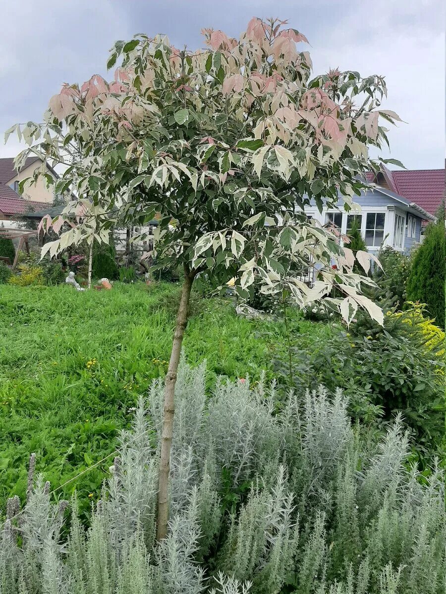 Клен ясенелистный acer negundo flamingo. Клен фламинго описание. Клен ясенелистный фламинго на штамбе. Клен ясенелистный фламинго. Клен пестролистный.