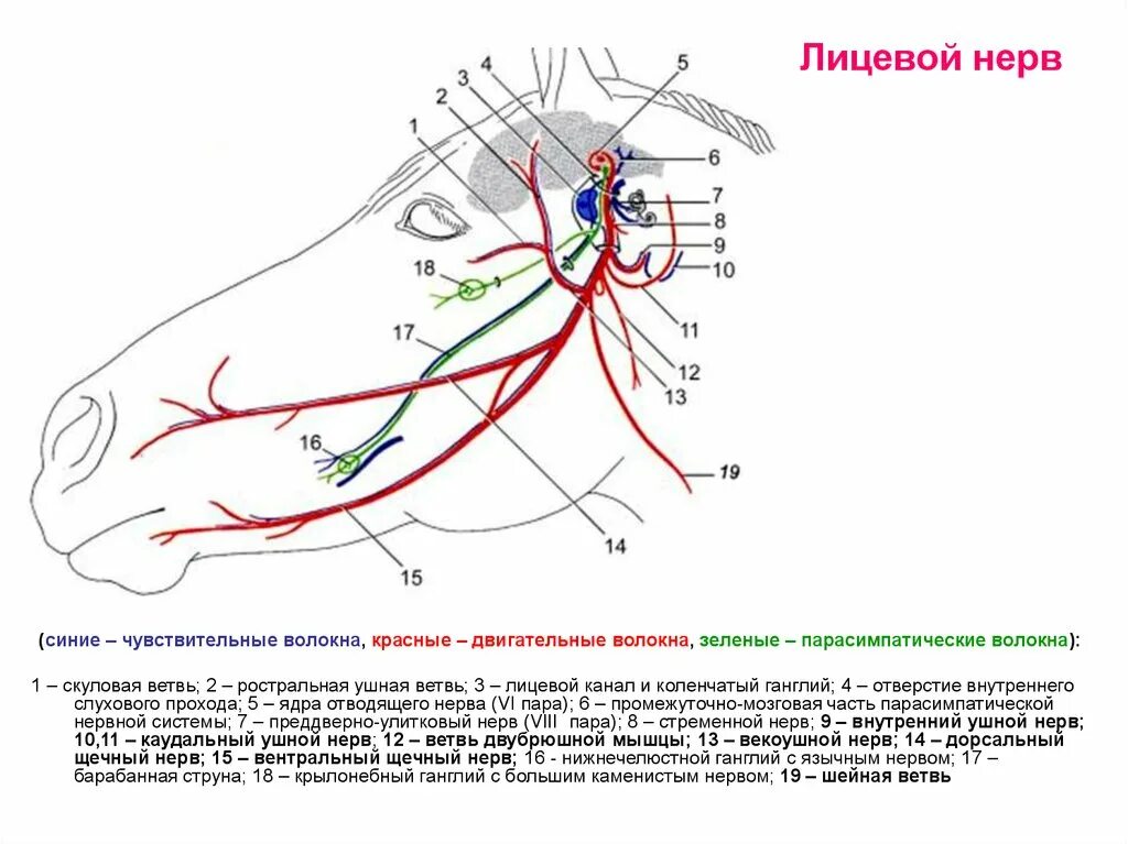 Лицевой нерв анатомия животных. Двигательные волокна лицевого нерва. Лицевой нерв схема Изранов. Черепные нервы лицевой нерв.
