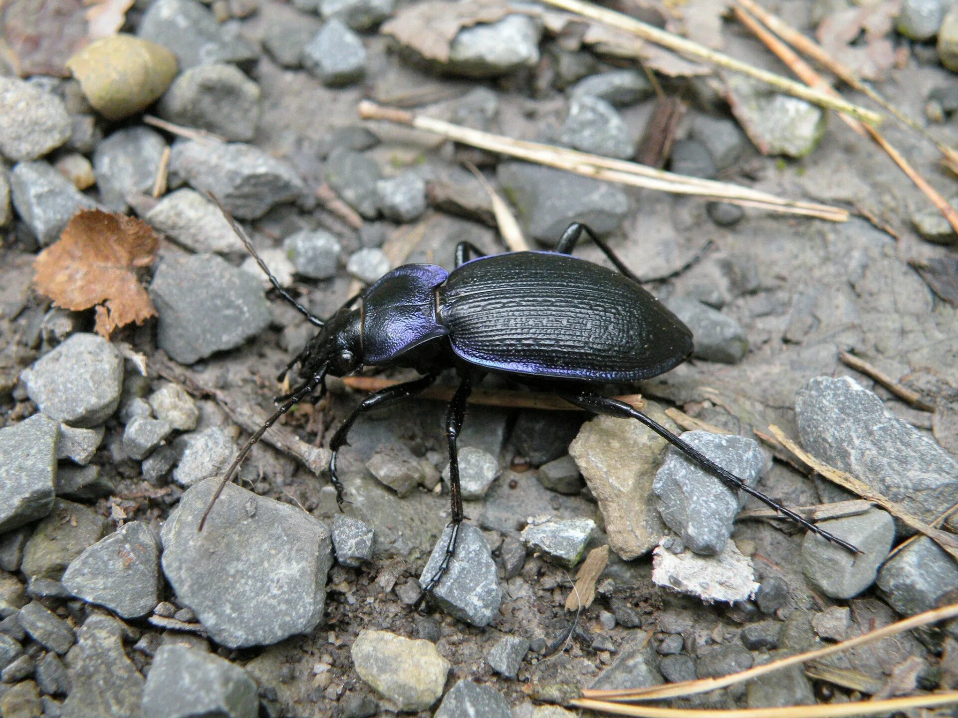 Жужелица среда. Жук Карабус жужелица Лесная. Жужелица венгерская Carabus Hungaricus. Жук жужелица черная Лесная. Жужелица Луговая.