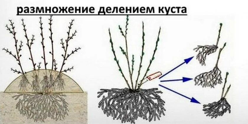 Можно ли делить кусты