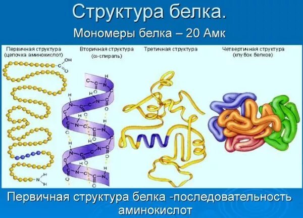 Выполняет функцию мономеры белков. Структура белка в организме человека. Первичная структура белка состоит. Мономеры вторичной структуры белка. Белки структура белков.