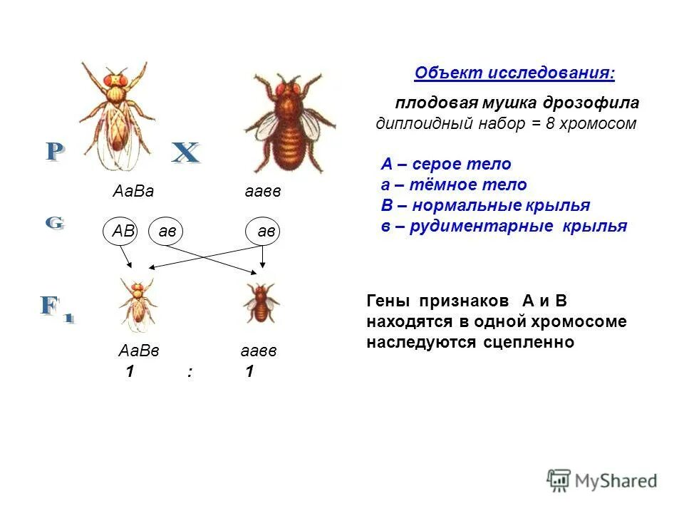 Признаки плодовой мушки. Муха дрозофила норма. Хромосомный набор мухи дрозофилы. Хромосомный набор мушки дрозофилы. Строение мушки дрозофилы.