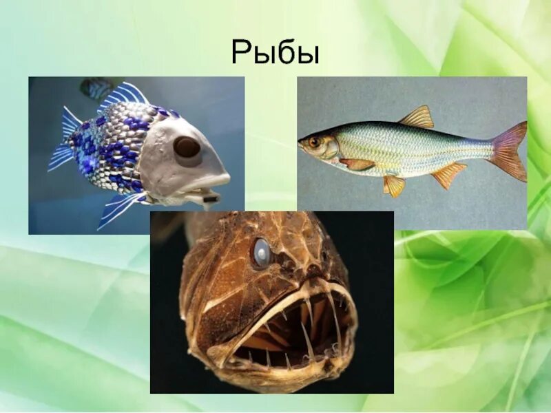 Рыбы примеры 3 класс. Группа животных рыбы. Костные рыбы. Рыбы примеры. Рыбы примеры животных.