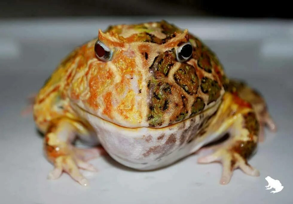 Какой вид лягушек едят. Pacman Frog лягушка. Жаба домашняя. Лягушка домашняя сухопутная. Домашняя декоративная лягушка.