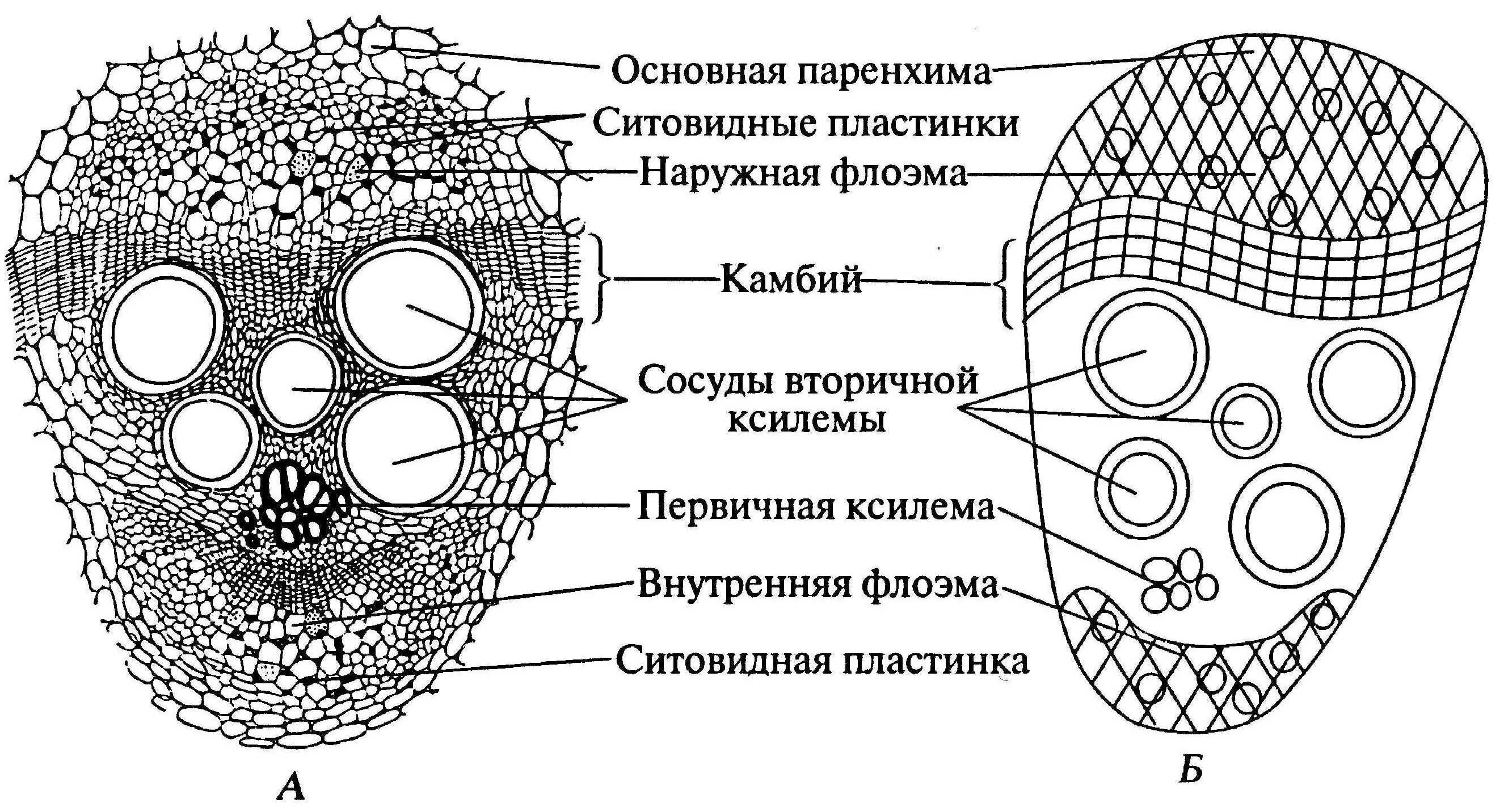 Проводящий рисунок. Биколлатеральный открытый проводящий пучок стебля тыквы. Строение проводящего пучка стебля тыквы. Строение стебля тыквы на поперечном срезе. Биколлатеральный пучок стебля тыквы.