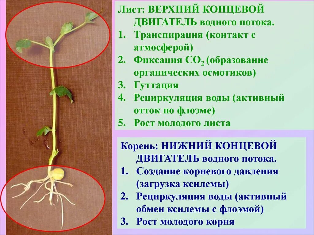 Установите последовательность поступления воды в корень. Верхний и Нижний концевой двигатель растений. Нижний концевой двигатель растений. Корневое давление Нижний концевой двигатель водного тока. Верхний и Нижний концевой двигатель водного тока в растении.