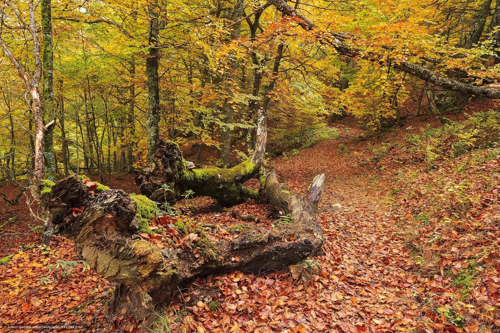 Лесная тропинка осенью. Осенний лес на рабочий стол. Ступеньки в лесу. Что интересного в лесу осенью. Что интересного в лесу осенью.