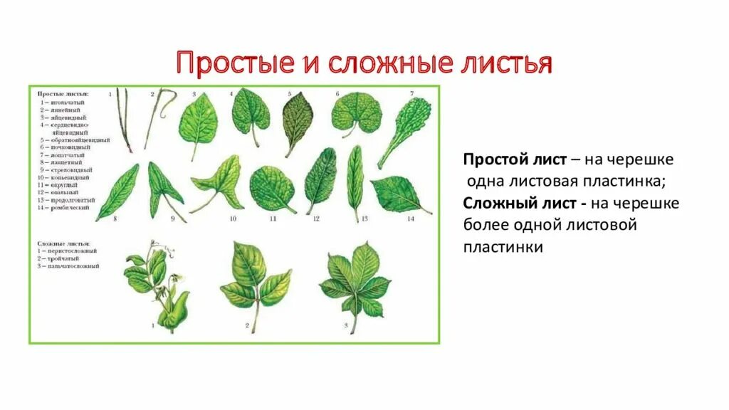 Строение листа типы листа. Строение листа типы листа. Строение листа типы листа. Внешнее строение листа виды жилкования листьев. Жилкование листовой пластинки.