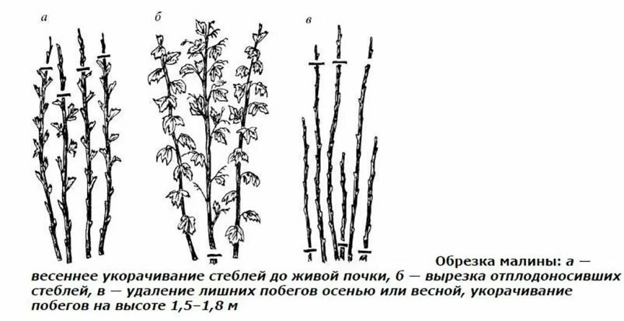 Обрезания ремонтантной малины. Обрезать ремонтантную малину. Малина обрезание. Схема обрезки ремонтантной малины весной. Обрезки малины.
