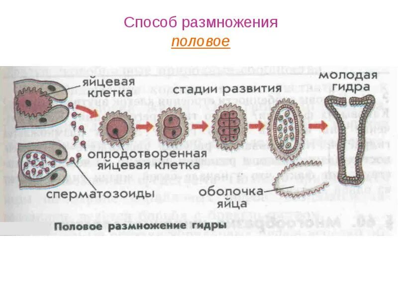 Последовательность процесса размножения человека. Половое размножение. Человеческое половое размножение. Способы полового размножения. Половое размножение биология 10 класс.