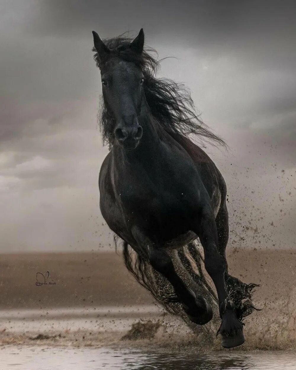 Черный конь скачет. Вороной Мустанг иноходец. Лошадь Мустанг иноходец. Лошадь породы Мустанг вороной.