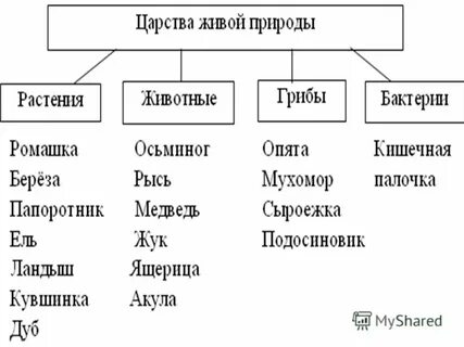 Царства живой природы с примерами