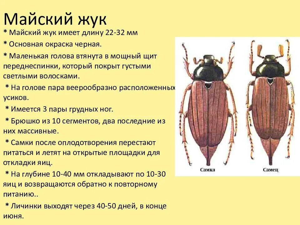 Насекомые сходства и различия. Внешнее строение майского жука Покров. Внешнее строение хруща майского. Характеристика майского жука биология 7 класс. Майский Жук характеристика 7 класс.