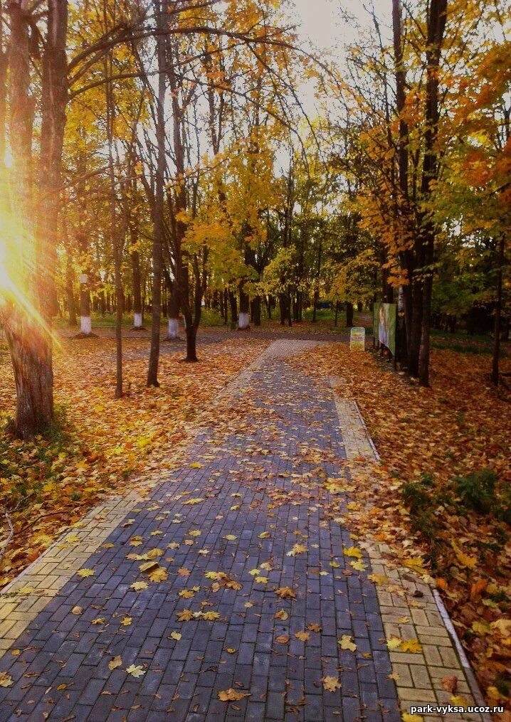 Культура города выкса. Выкса парк Лебединка. Город Выкса парк. Выксунский городской парк. Выкса парк культуры.