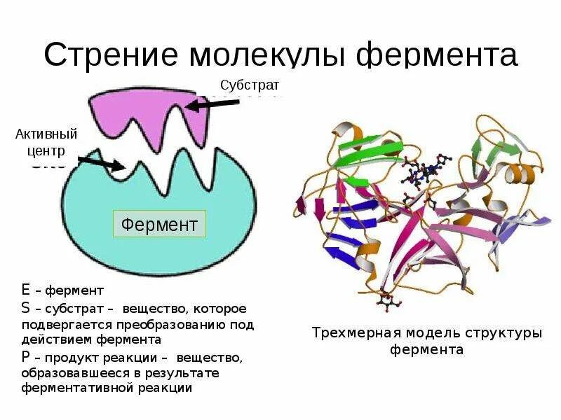 Активная группа фермента. Активный центр фермента биохимия. Молекулярное строение ферментов. Структура ферментов биохимия. Строение ферментов биохимия структура.