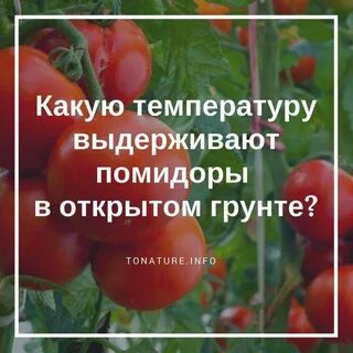 Какой мороз выдерживают помидоры в теплице