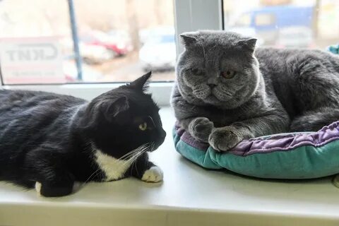 Котокафе екатеринбург