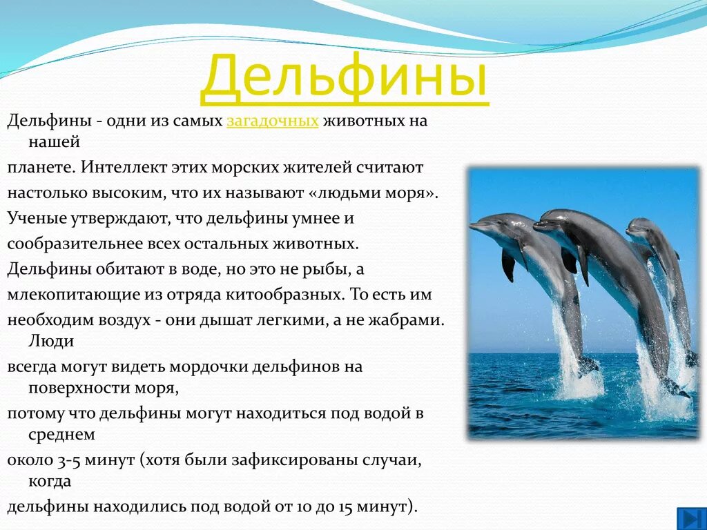 Дельфин сообщение 2 класс. Рассказ о дельфинах. Дельфин описание. Сообщение о дельфине. Впр текст про дельфинов