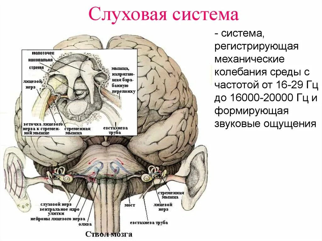 Слуховые стимулы. Сенсорная система слухового анализатора. Слуховая сенсорная система анатомия. Слуховая сенсорная система строение и функции. Слуховая сенсорная система физиология.